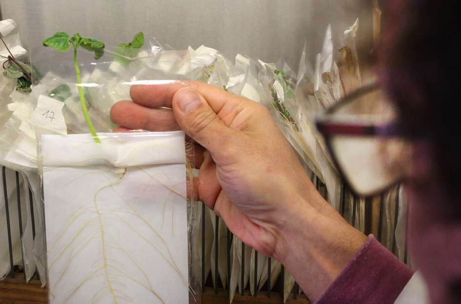 Plantas de poroto utilizadas para la investigación. Plantas de poroto utilizadas para la investigación.