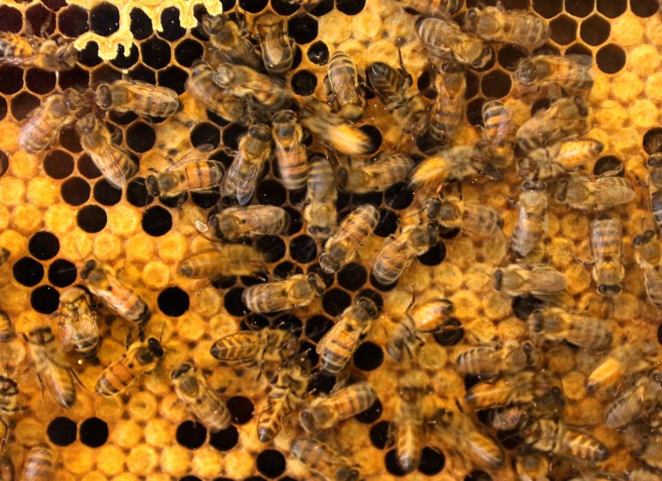 Abejas melíferas Abejas melíferas