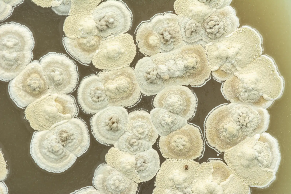 Bacterias sujeto de estudio en el proyecto