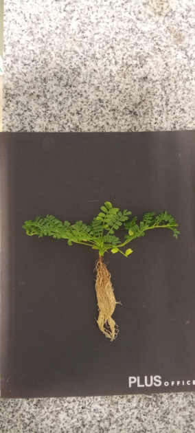 Planta completa coinoculada con las cepas Rhizobium sp. CM2 y Enterobacter sp. CM1. Planta completa coinoculada con las cepas Rhizobium sp. CM2 y Enterobacter sp. CM1.
