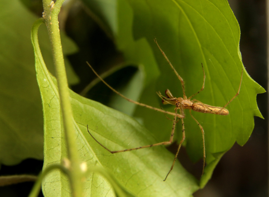 Araña Tetragnatha observada durante el trabajo de campo