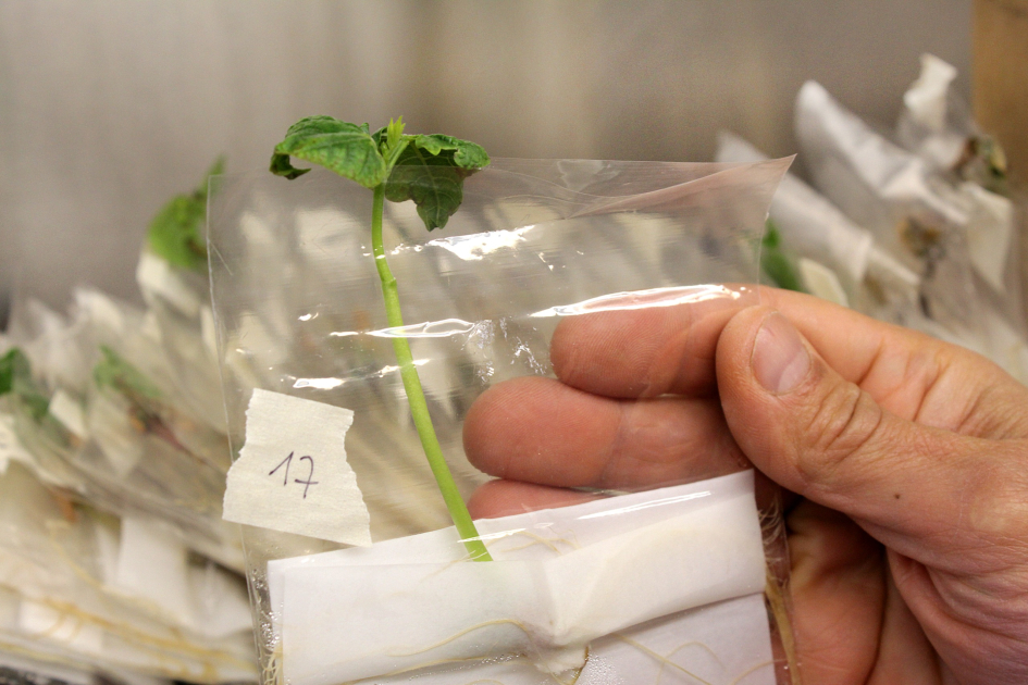 Plantas de poroto utilizadas para la investigación. Plantas de poroto utilizadas para la investigación.