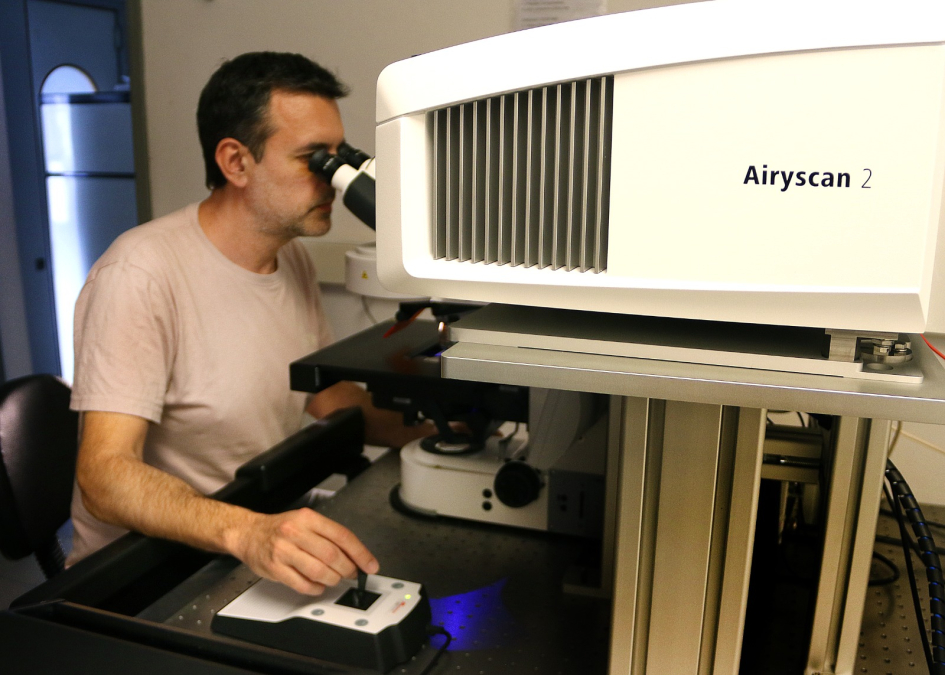 Microscopio confocal ZEISS LSM 980