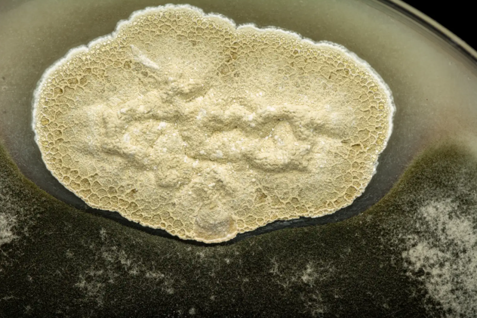 Bacterias sujeto de estudio en el proyecto