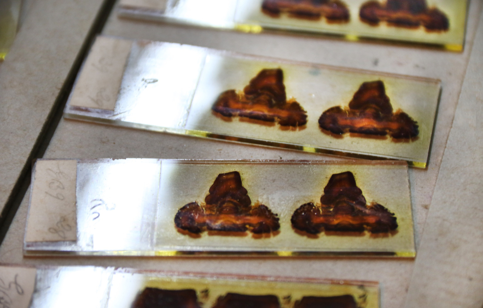 Preparados de Clemente Estable Preparados de Clemente Estable