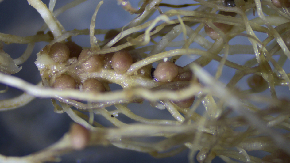 Raíces de planta co-inoculada con las cepas Rhizobium sp. CM2 y Enterobacter sp. CM1. Raíces de planta co-inoculada con las cepas Rhizobium sp. CM2 y Enterobacter sp. CM1.