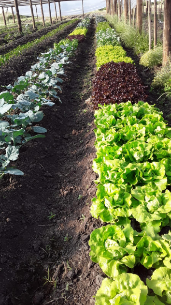 Plantaciones de proyectos similares anteriores.