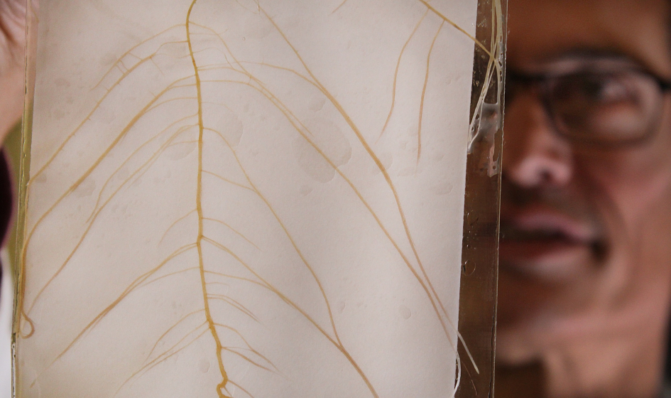Detalle de las raíces de las plantas de poroto utilizadas para la investigación. Detalle de las raíces de las plantas de poroto utilizadas para la investigación.