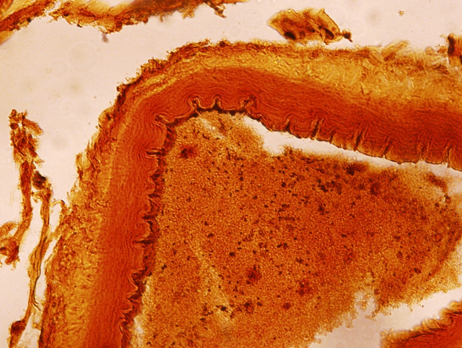 Detalle de preparados de Clemente Estable en el microscopio Detalle de preparados de Clemente Estable en el microscopio