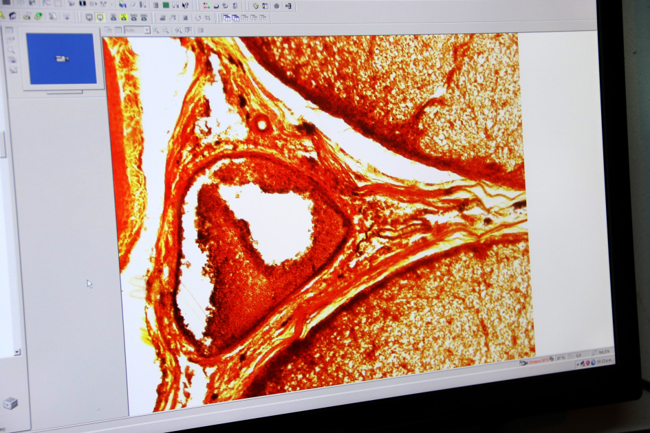 Imagen de preparados de Clemente Estable en el microscopio Imagen de preparados de Clemente Estable en el microscopio