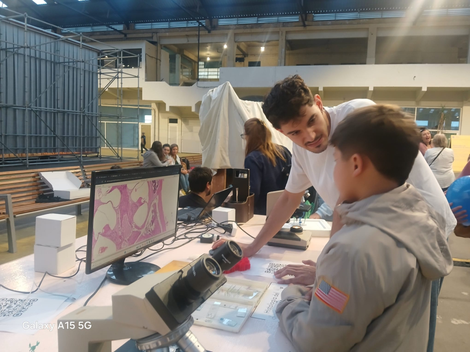 Observando el tejido nervioso