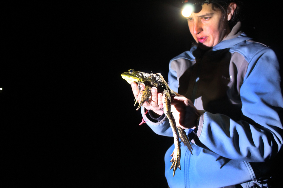 Investigadora con ejemplar de rana toro adulto colectado en salida nocturna