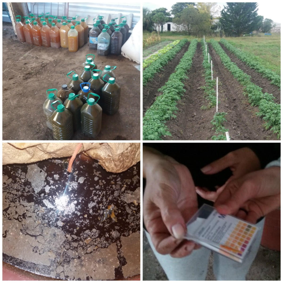 Plantaciones y análisis de muestras en proyectos similares anteriores.