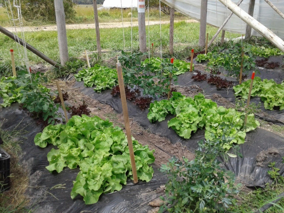 Plantaciones de proyectos similares anteriores.