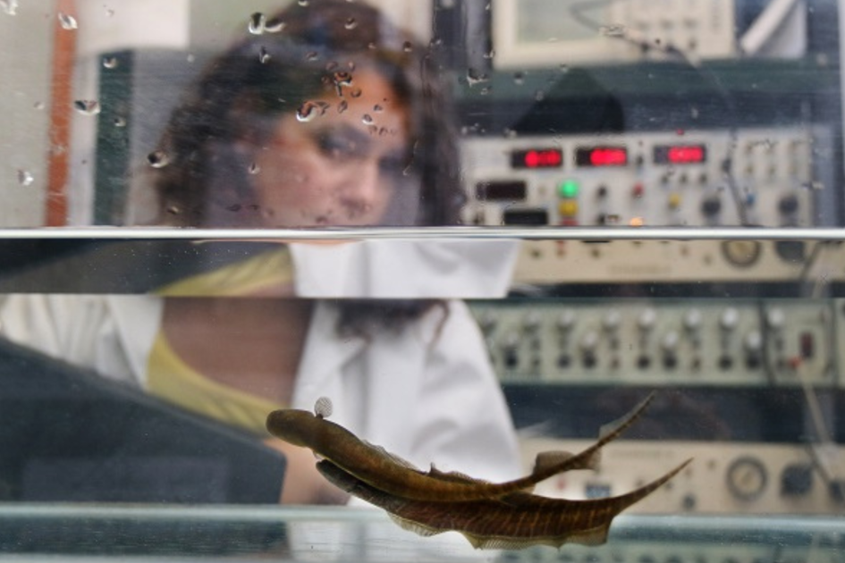 Peces en el laboratorio