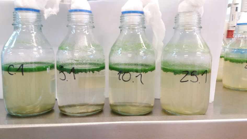 Muestras de cianobacterias en el laboratorio en agua con la salinidad intervenida