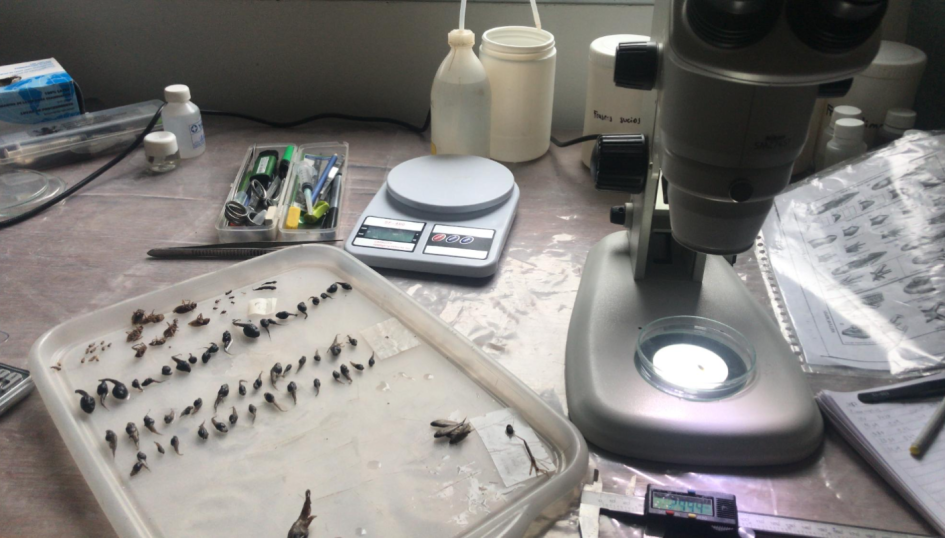 Análisis de muestras en laboratorio