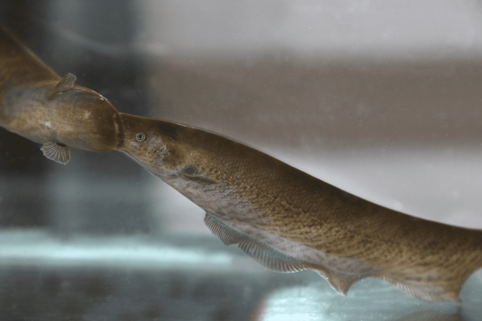 Peces en el laboratorio