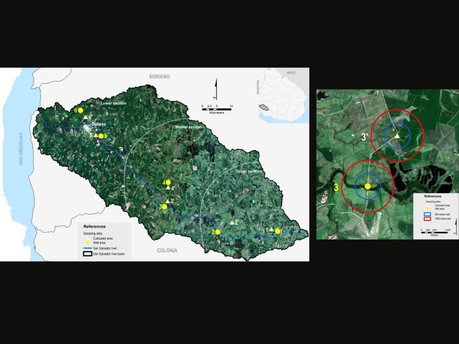 Área de estudio en la cuenca del río San Salvador, Uruguay