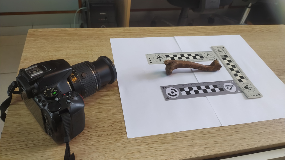 Húmero de guazubirá