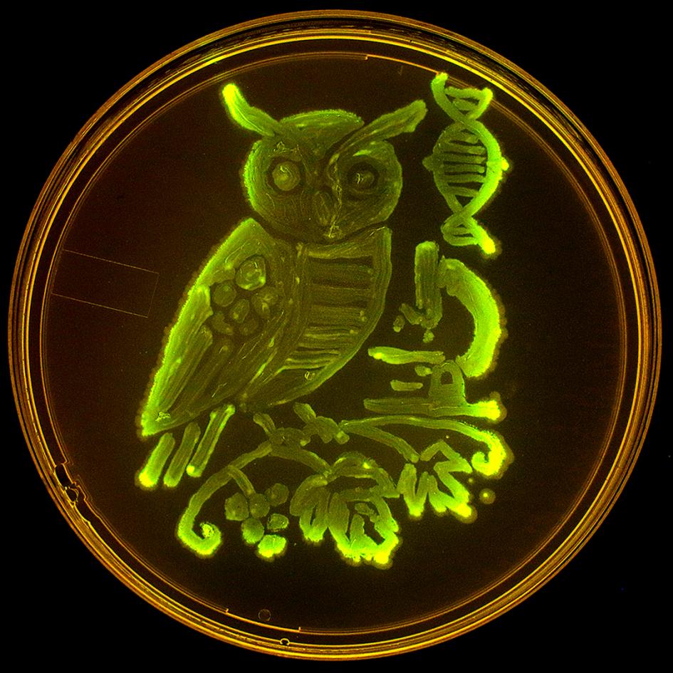 Foto 3 - Logo creado con la bacteria productora de la proteína verde fluorescente. Foto 3 - Logo creado con la bacteria productora de la proteína verde fluorescente.