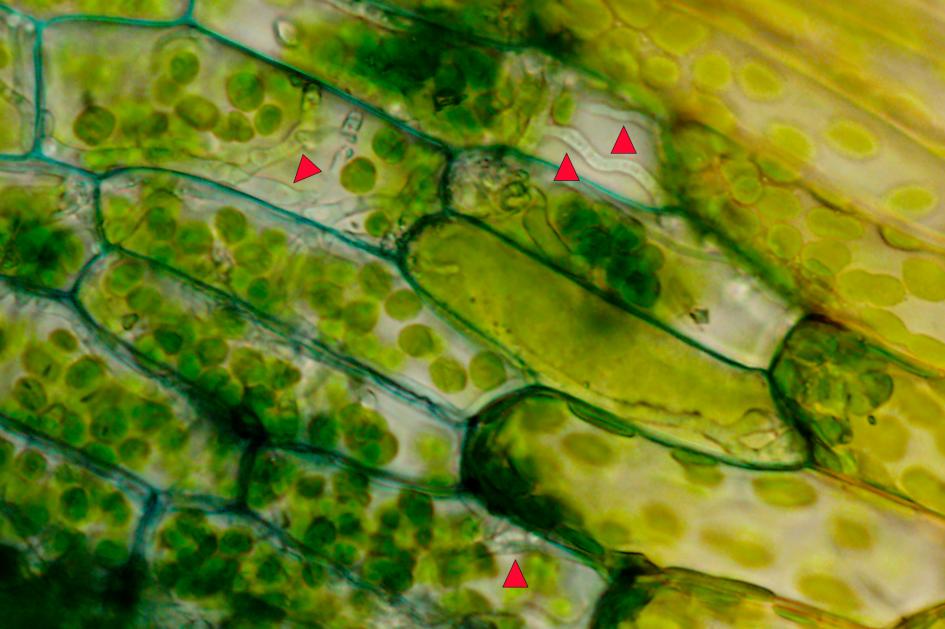 Hongo Colletotrichum gloeosporioides (triángulos rojos) infectando el musgo Physcomitrium patens Hongo Colletotrichum gloeosporioides (triángulos rojos) infectando el musgo Physcomitrium patens