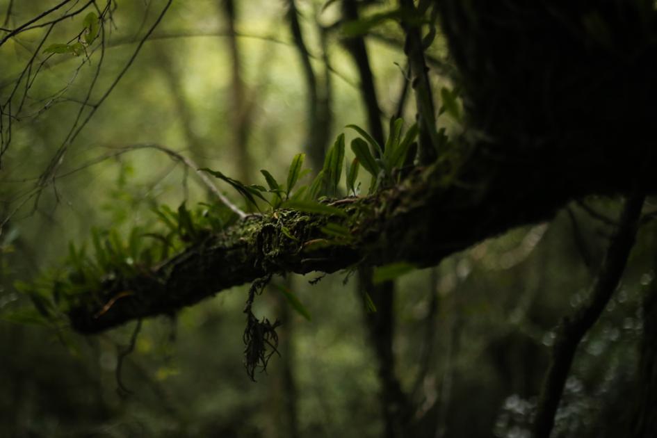 "Quebrada" - Camilo dos Santos vegetación, todo verde