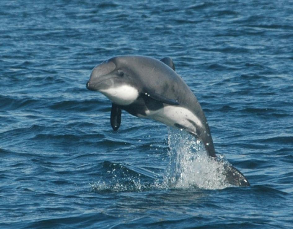 Delfín Chileno (Cephalorhynchus eutropia)