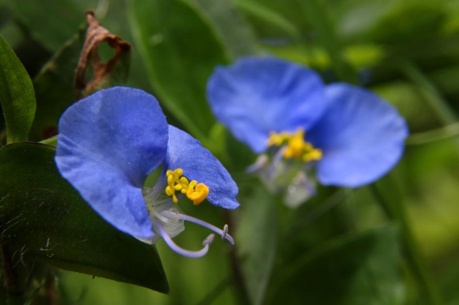 Commelina es un género de plantas con flores o angiospermas, adaptadas a vivir en casi todo el mundo