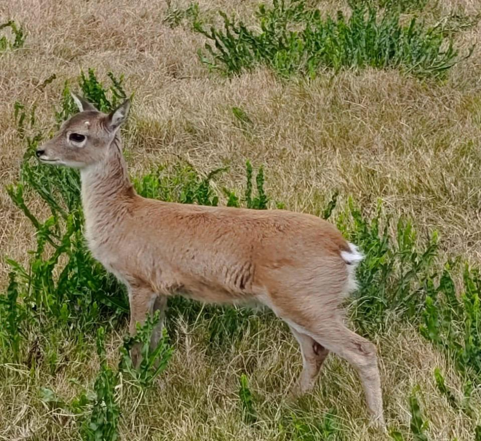 Cría. Foto Susana González