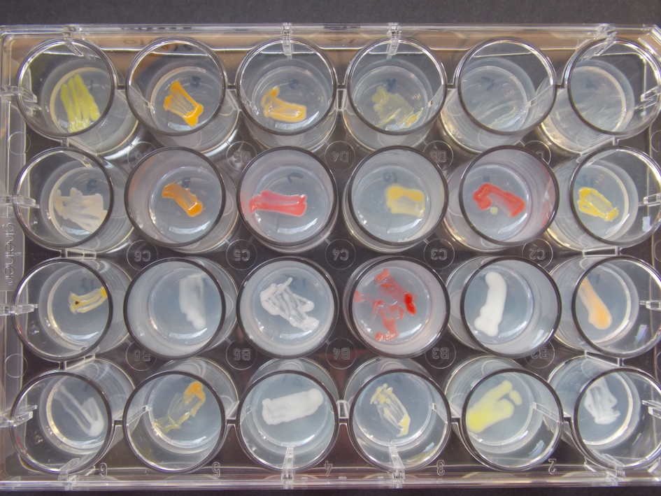 Investigación sobre microorganismos que vienen del frío Investigación sobre microorganismos que vienen del frío