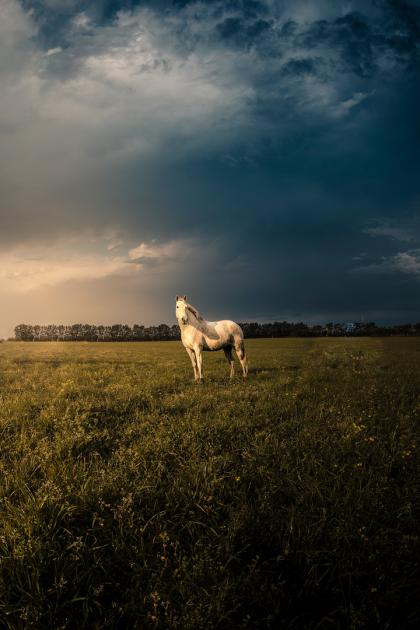 "Caballo al atardecer" - Dante Barreto caballo blanco sobre campo