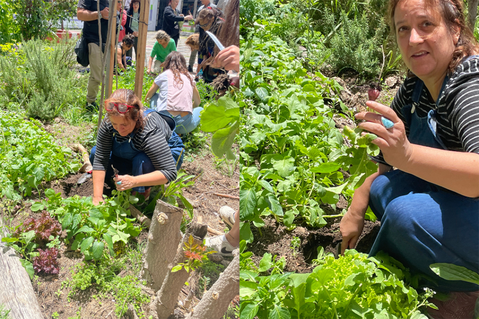 Imagen de participante recogiendo rabanitos de la huerta del liceo Zorrilla