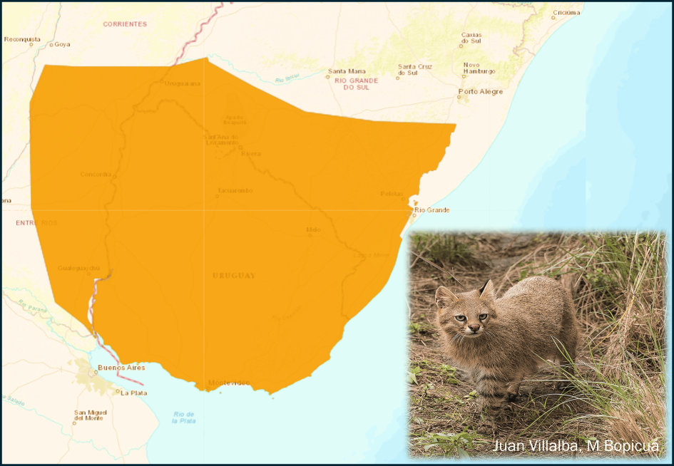 Distribución del gato de pajonal