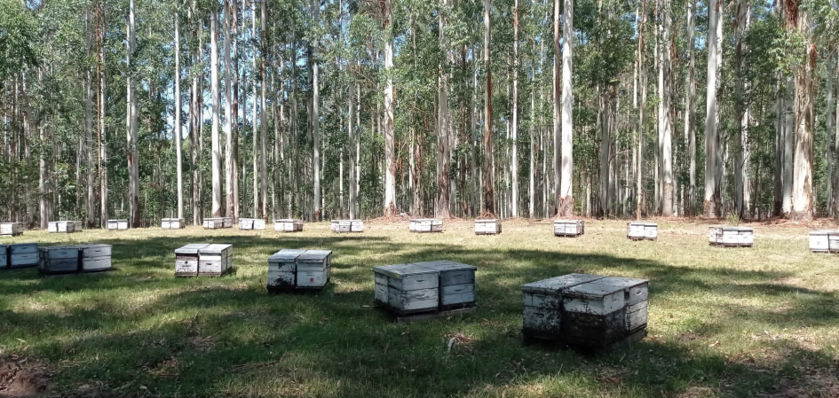 Investigadoras/es evalúan la salud de colonias de Apis mellifera en monocultivos de eucalipto.