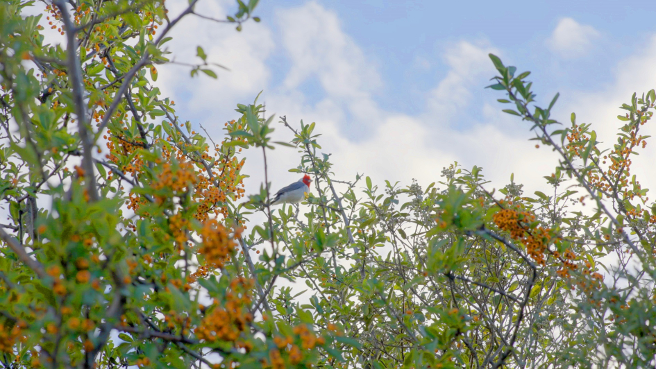 Pájaro sobre una rama