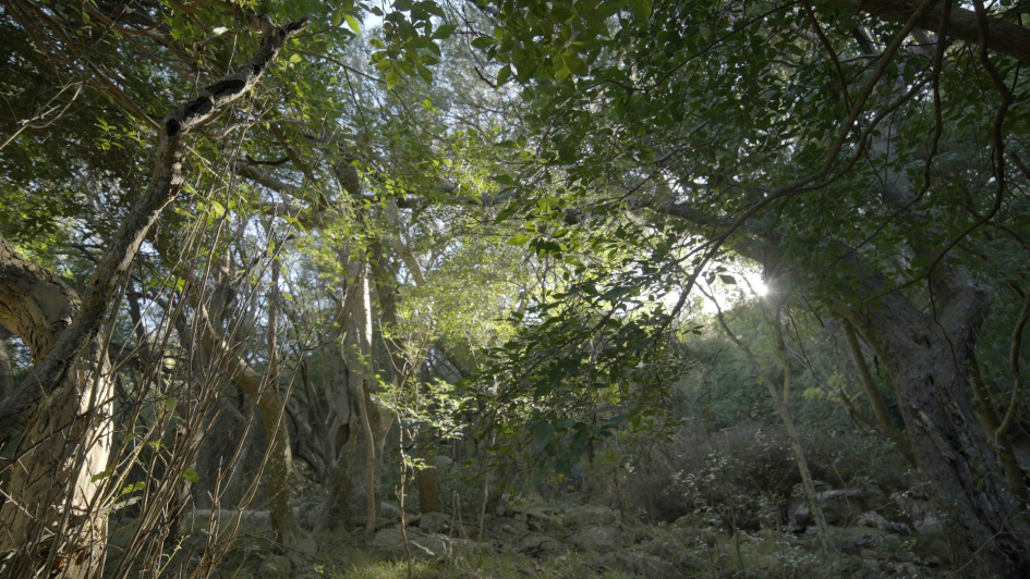 Plano general de un camino entre árboles