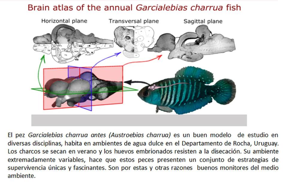 Resumen gráfico del trabajo Resumen gráfico del trabajo