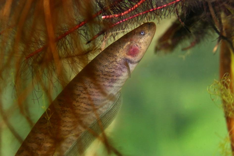 Gymnotus omarorum Gymnotus omarorum