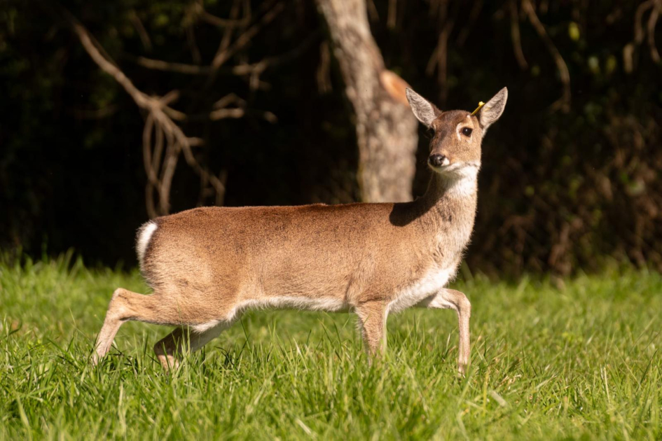 Hembra. Foto de Juan Villalba