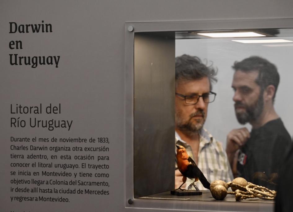 “Darwin estuvo aquí. 190 años de su viaje en Uruguay” en el Museo de Historia Natural.