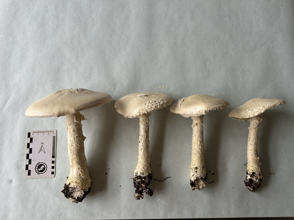 Hongos del género Aspidella crecidos en el jardín del IIBCE. Foto de Guillermo Morera. Hongos del género Aspidella crecidos en el jardín del IIBCE. Foto de Guillermo Morera.