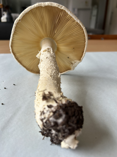 Hongo del género Aspidella crecido en el jardín del IIBCE. Foto de Guillermo Morera. Hongo del género Aspidella crecido en el jardín del IIBCE. Foto de Guillermo Morera.