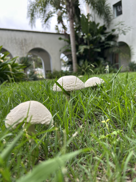 Hongos del género Aspidella en el jardín del IIBCE. Foto de Guillermo Morera. Hongos del género Aspidella en el jardín del IIBCE. Foto de Guillermo Morera.