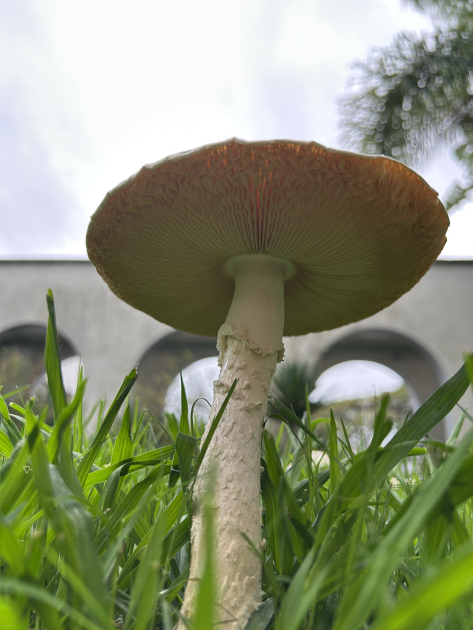 Hongos del género Aspidella en el jardín del IIBCE. Foto de Guillermo Morera. Hongos del género Aspidella en el jardín del IIBCE. Foto de Guillermo Morera.