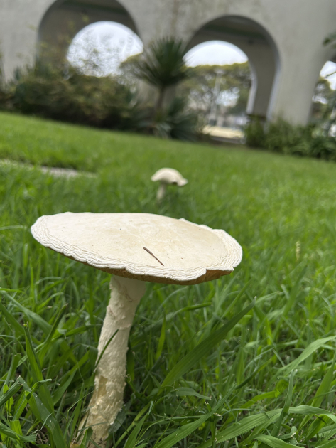 Hongos del género Aspidella en el jardín del IIBCE. Foto de Guillermo Morera. Hongos del género Aspidella en el jardín del IIBCE. Foto de Guillermo Morera.