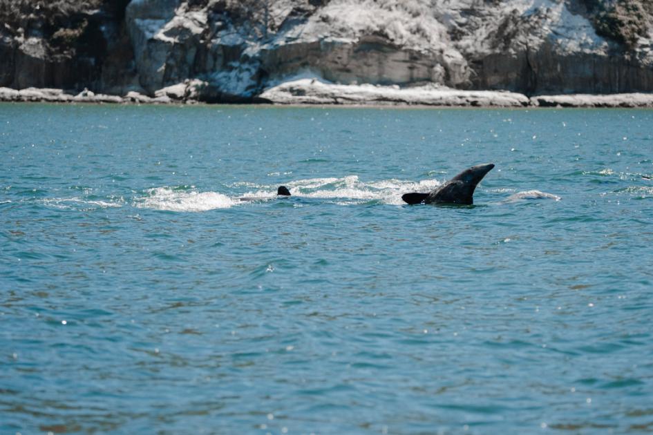 Ejemplares de delfín chileno en aguas del Golfo de Arauco, en la región del Biobío, Chile.