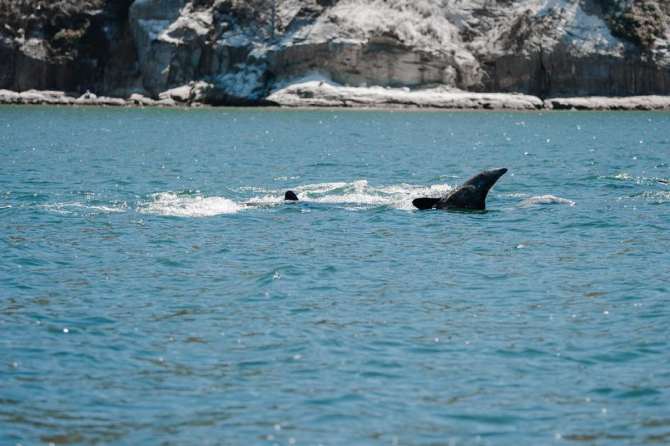 Ejemplares de delfín chileno en aguas del Golfo de Arauco, en la región del Biobío, Chile. Ejemplares de delfín chileno en aguas del Golfo de Arauco, en la región del Biobío, Chile.
