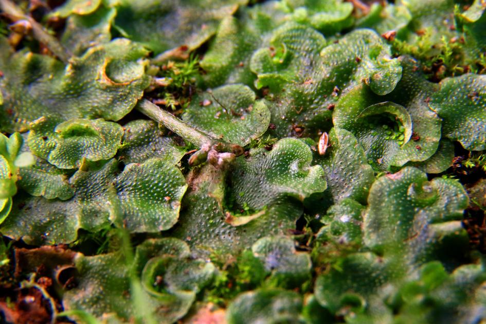 Lunularia cruciata, planta no vascular del grupo de las hepáticas Lunularia cruciata, planta no vascular del grupo de las hepáticas