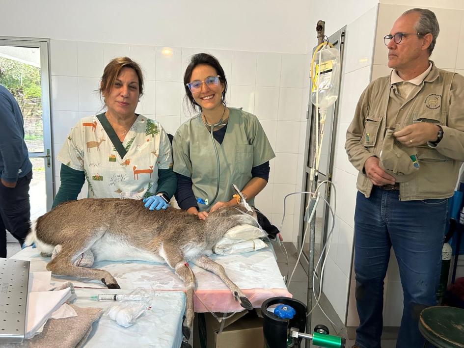 Susana González y el equipo de la ECFA con la hembra inseminada Susana González y el equipo de la ECFA con la hembra inseminada